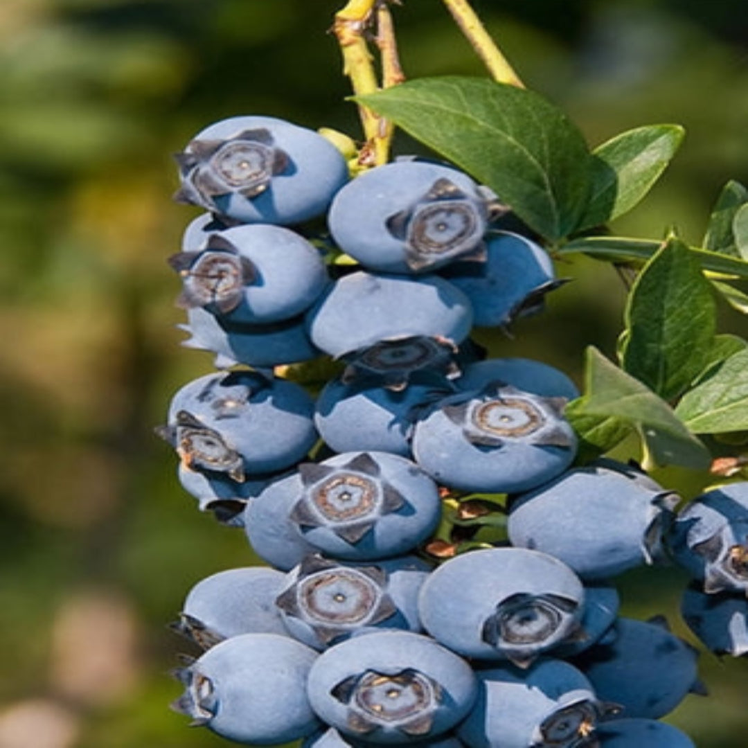 Southern highbush blueberry plant ideal for warm climate gardens