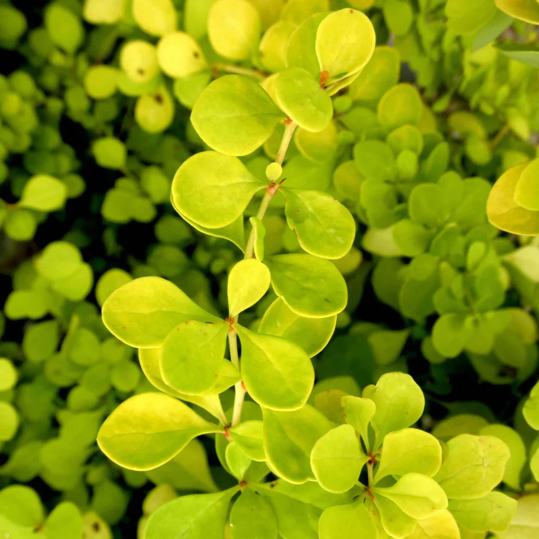 homeandgardensforless.com