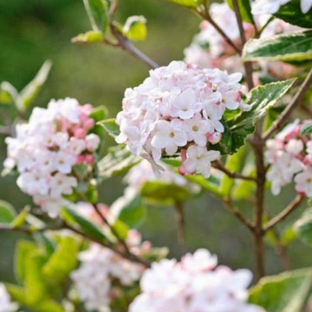 Carlessi Viburnum Shrub in Full Bloom with Large Fragrant Flowers