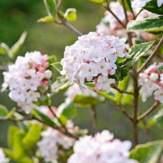 Carlessi Viburnum Shrub in Full Bloom with Large Fragrant Flowers