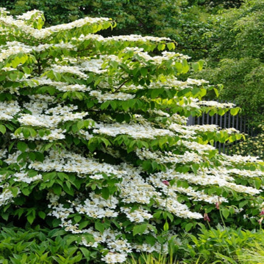 Shasta Viburnum Shrub Blooming in a Natural Garden Setting