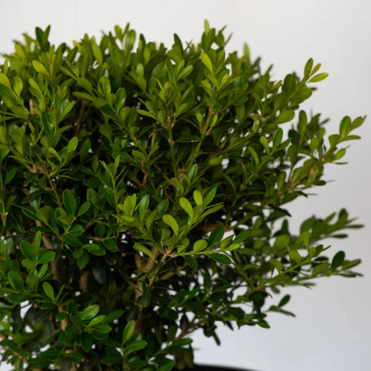 Better Boxwood Skylight – shrub