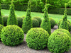 Evergreen Trees