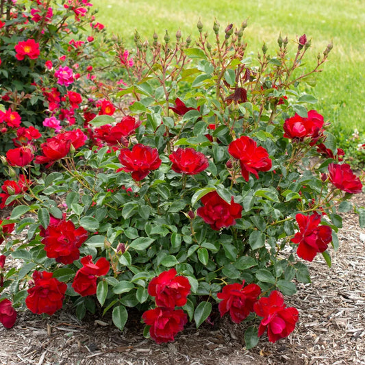 Brick House Rose plant growing in landscape bed