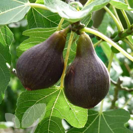 Brown Turkey Fig Tree with ripening figs on branches