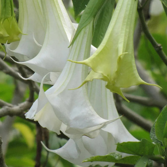 White Angel’s Trumpet Plant