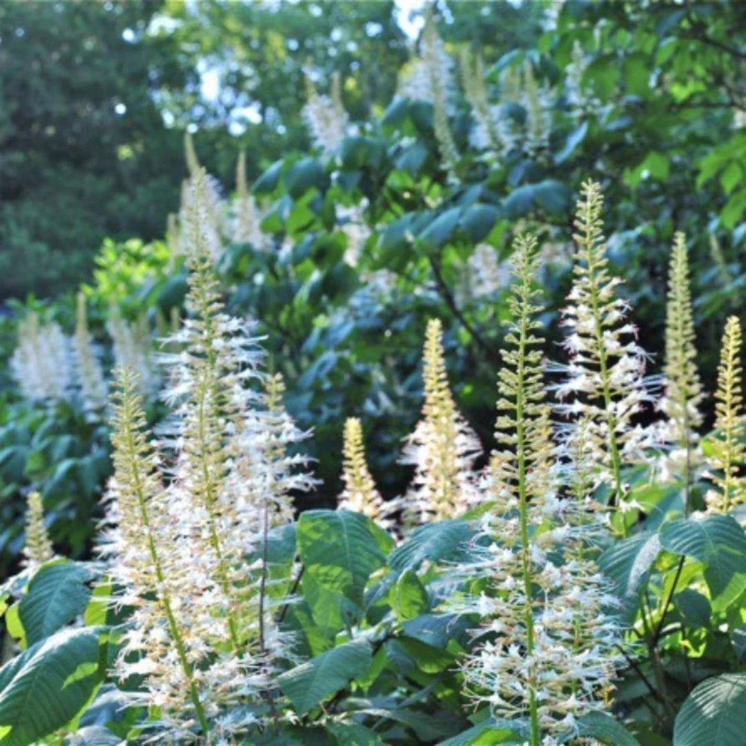 White Bottlebrush Buckeye – Native Spectacular White Summer Bloomer (Aesculus parviflora)