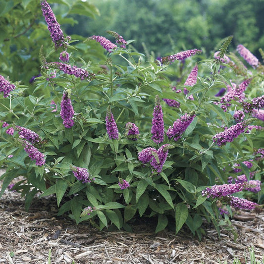 Buddleia CranRazz Butterfly Bush – shrub
