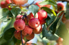 Crabapple Trees