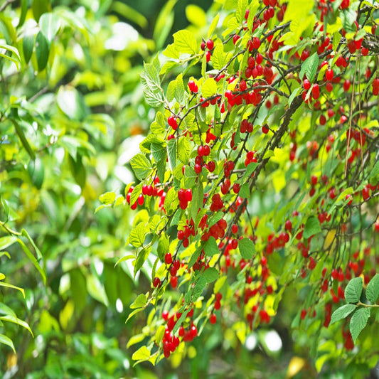 Nanking Cherry Shrub – Edible Red Cherries & White Blooms | Zones 2–7 live plant for landscaping and home gardens