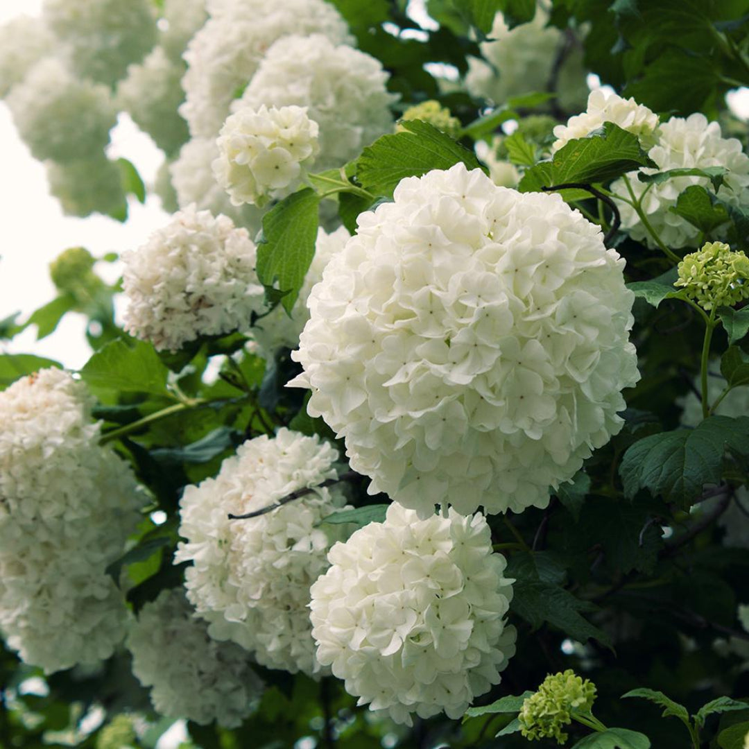White-Flowering Chinese Snowball Viburnum Shrub Perfect for Landscapes