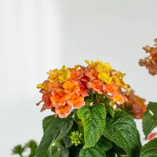 Peach Glow Little Lucky Lantana – flowering plant