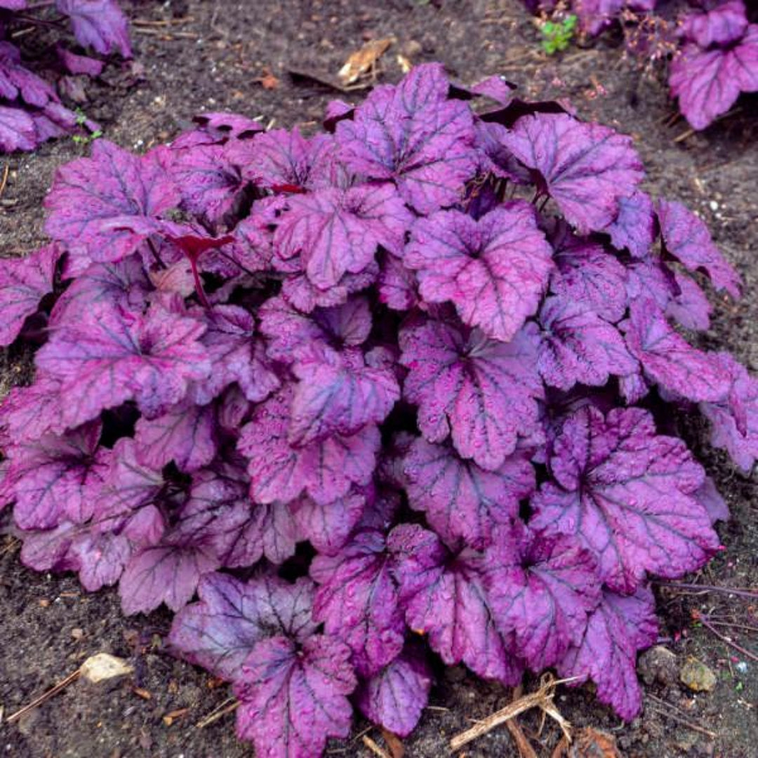 Heuchera Dolce® 'Wildberry' Coral Bells