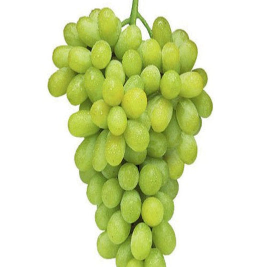 Thompson Seedless White Grape Vine – Classic Table Grape | Zones 6–9 live plant for landscaping and home gardens