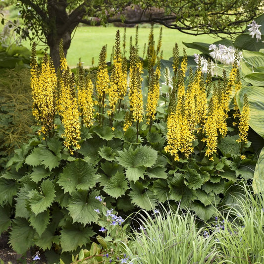 Ligularia Bottle Rocket