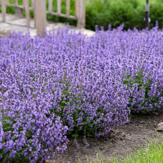 Nepeta Cats Pajamas Catmint live flowering perennial plant
