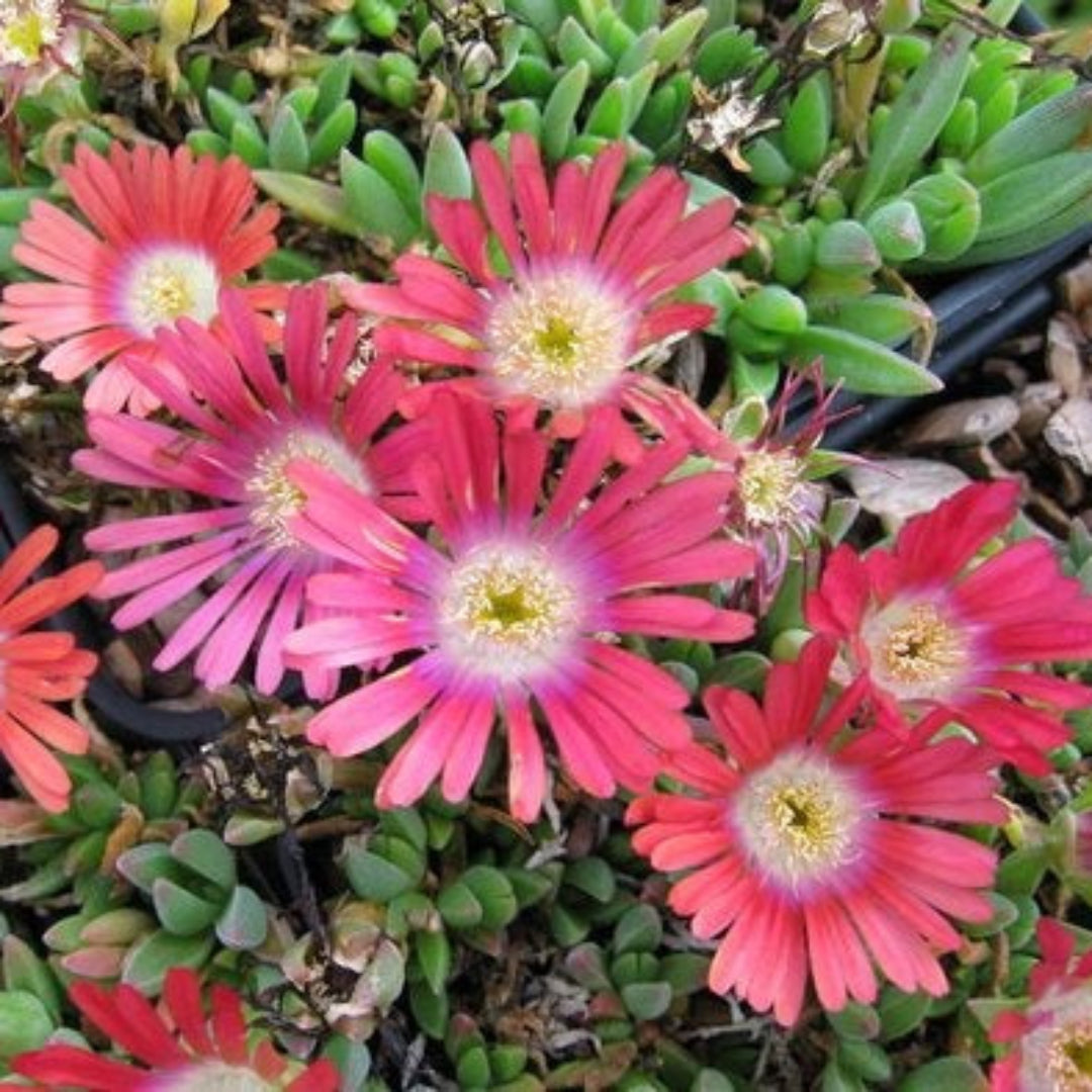 Delosperma Dyeri 'Psdold' Red Mountain Iceplant