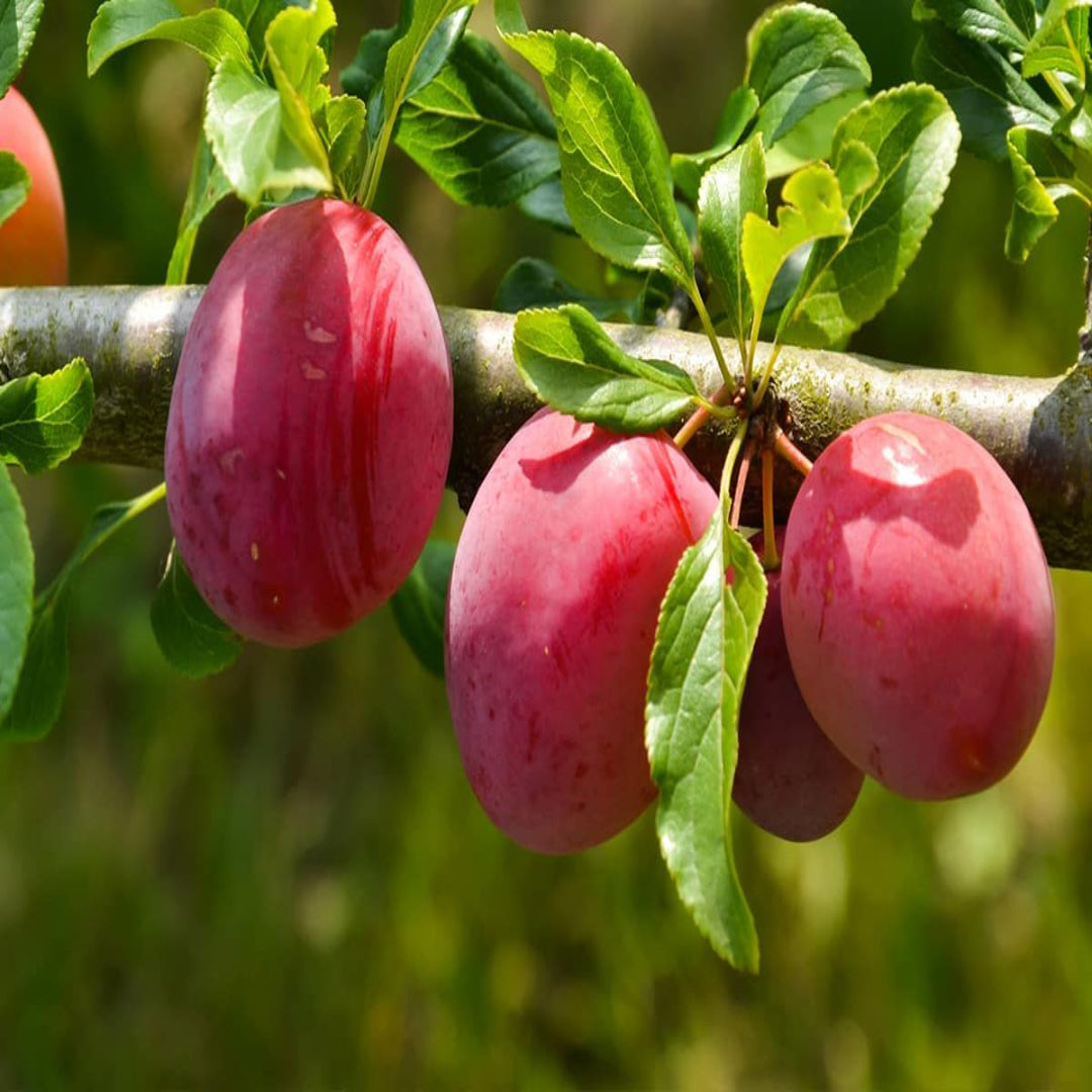 Red Au Rosa plums on tree