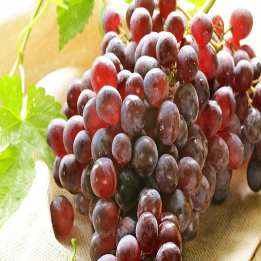 Fresh Reliance Red Seedless Grape cluster close-up