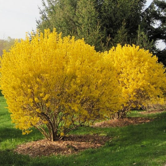 Lynwood Gold Forsythia shrub with bright yellow spring flowers in full bloom