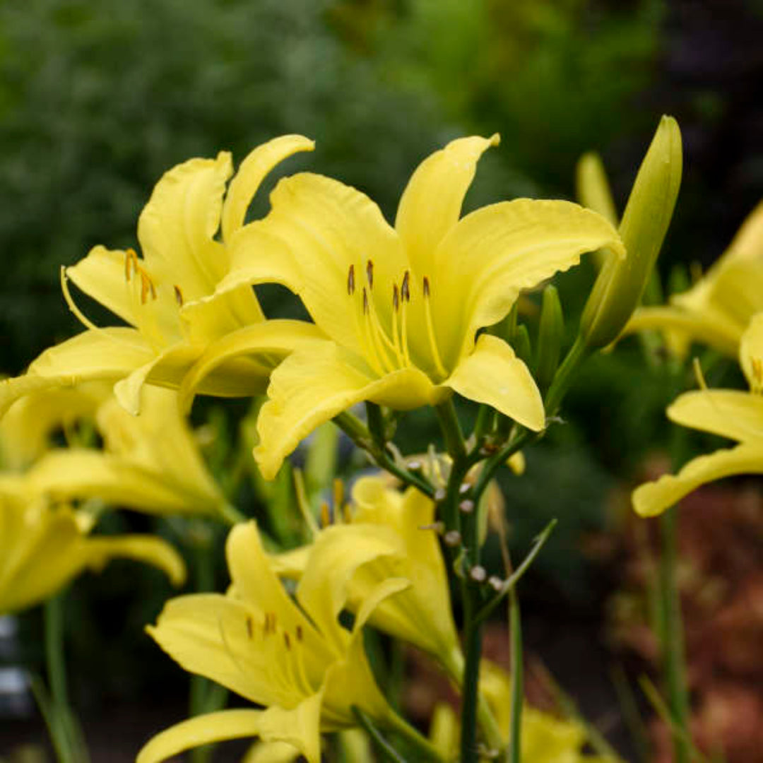 Hyperion Daylily hardy perennial garden plant