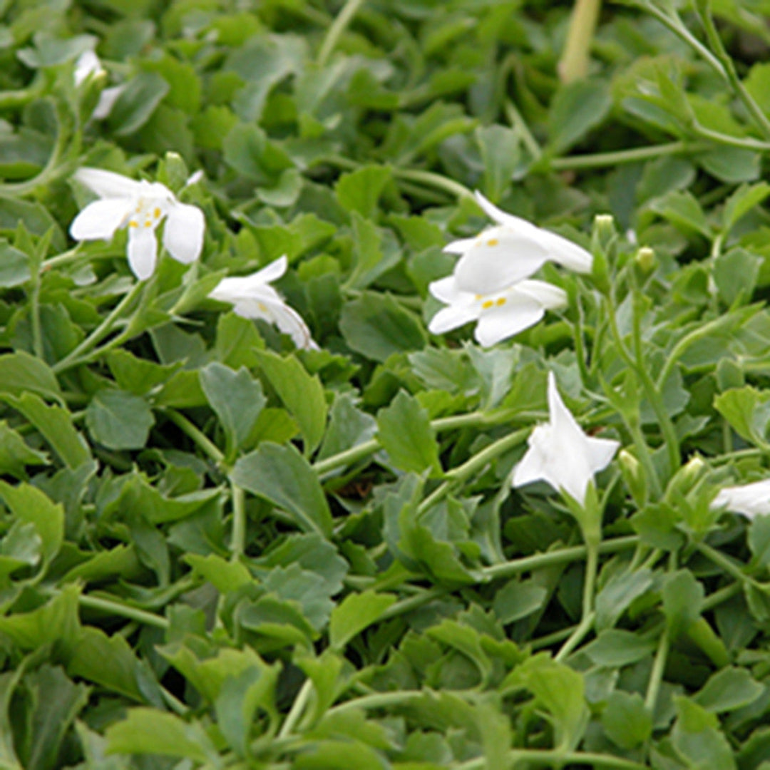 Mazus reptans Alba close-up with white blooms