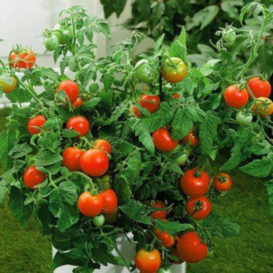 Ripe Better Boy tomatoes on vine showing smooth skin and large fruit size