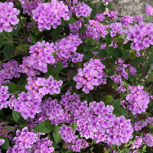Lantana Montevidensis 'Trailing Purple – evergreen