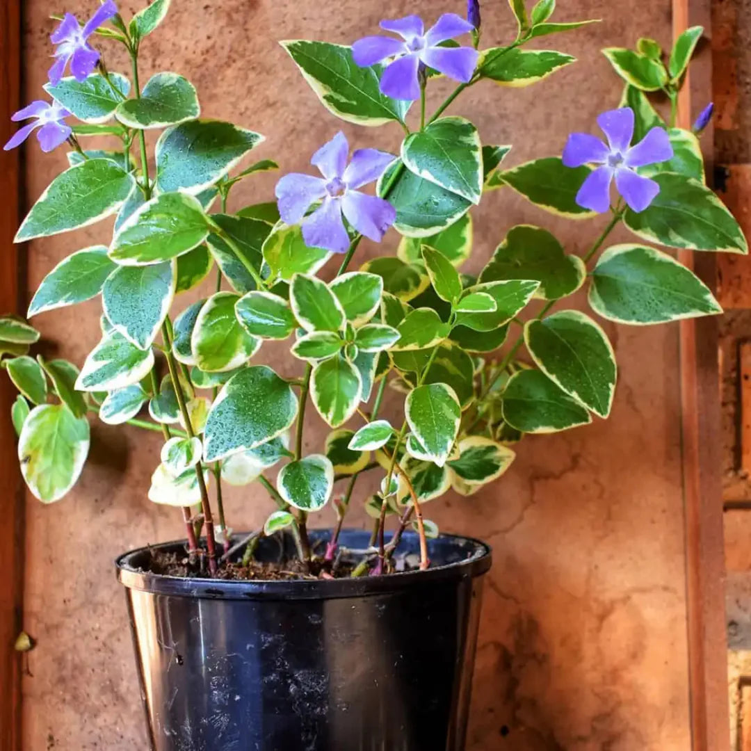 Vinca major evergreen periwinkle spreading ground cover plant