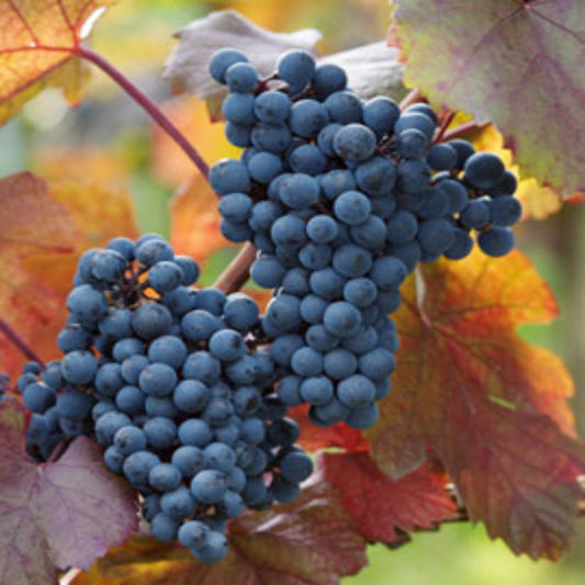 Cabernet Sauvignon wine grape vine with ripening fruit