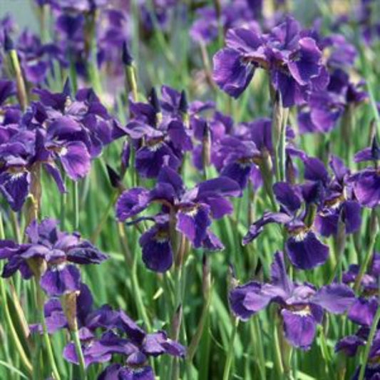 1 Gallon Pot: Iris Germanica 'Autumn Circus' Bearded German Iris. Purple-Blue Flower, Petals Edged with White, Blooms In Spring and Again In Fall.