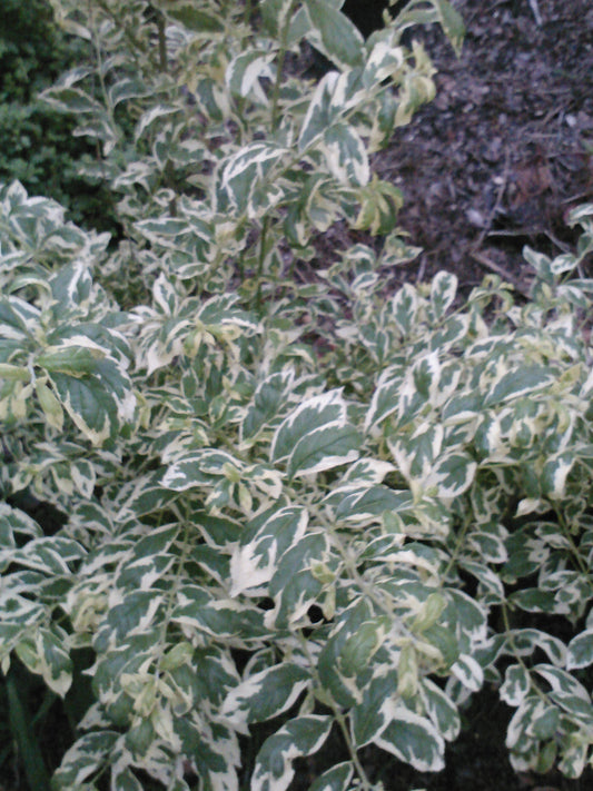 Callicarpa "Duet" Gorgeous Foliage-Variegated, Very Pretty Foliage-Beautiful Variegated Leaves, Eye-Catching Bright Purple Berries.