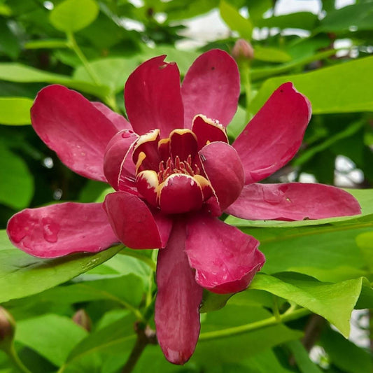 Aphrodite sweetshrub flowering shrub in full bloom garden view
