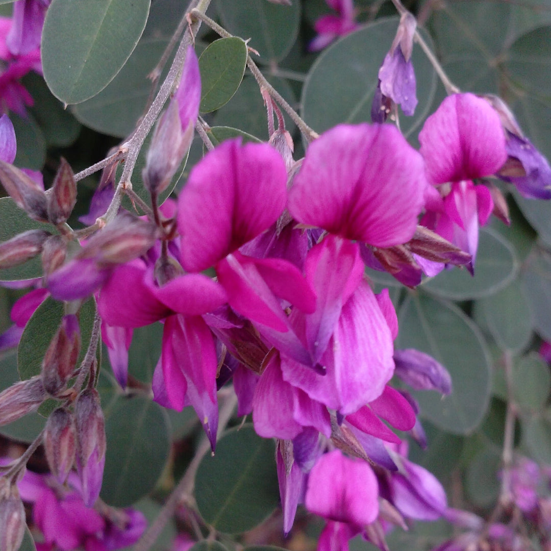 Lespedeza Pink Cascade shrub with soft pink flowering blooms
