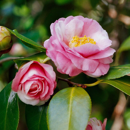 Pink Camellia japonica Flower Cluster