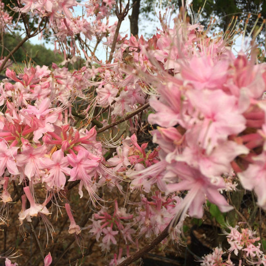 Rhododendron Camilla’s Blush azalea shrub showing delicate pink blooms