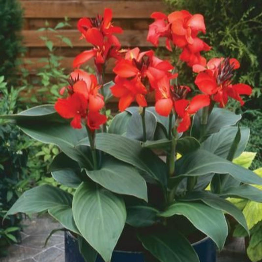 (1 Gallon) Canna 'Tenerife' Canna Lily. Yellow Blooms with Red Flecks, Medium Green Foliage.