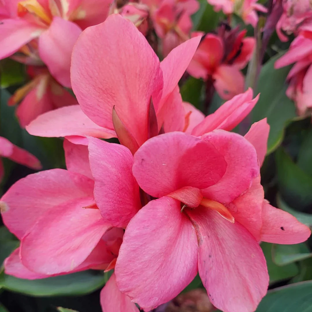 Canna Cannova Mango Lily – evergreen