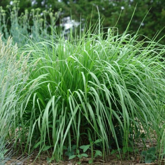 Cape Breeze Dwarf Switchgrass
