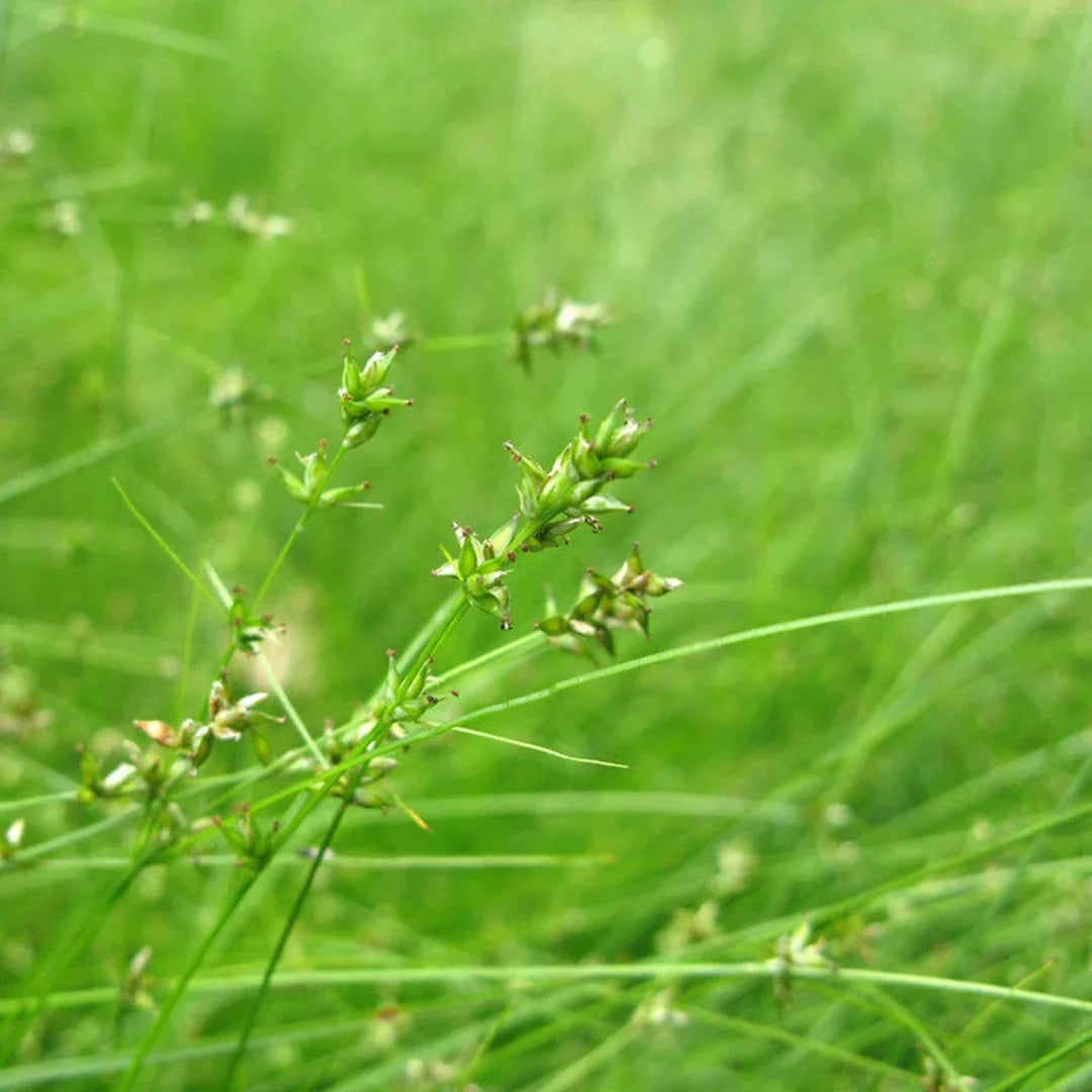 Appalachian Sedge ornamental grass foliage