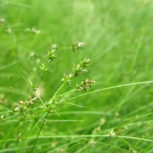 Appalachian Sedge ornamental grass foliage
