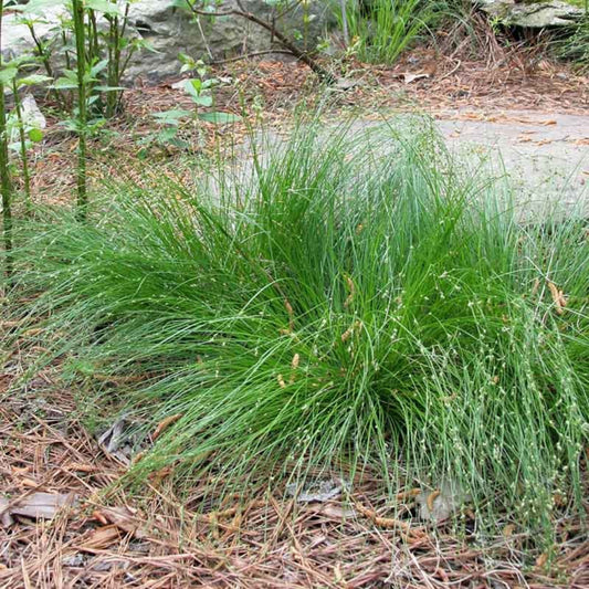 Carex appalachica Appalachian Sedge close-up