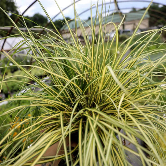 Carex oshimensis Evergold groundcover perennial