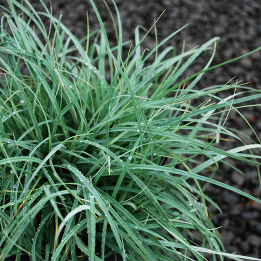 Blue Sedge Carex flacca groundcover plant