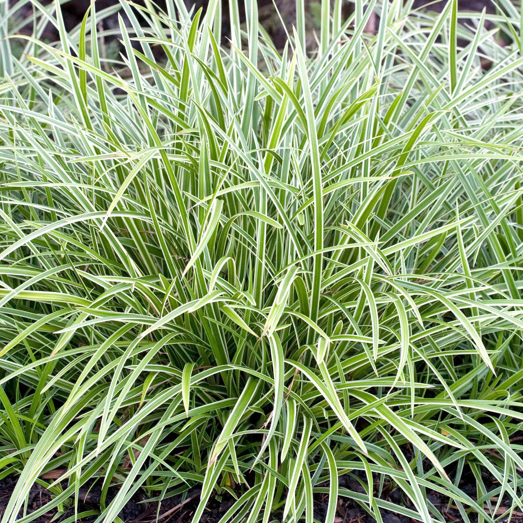 Carex morrowii Ice Dance perennial ornamental grass