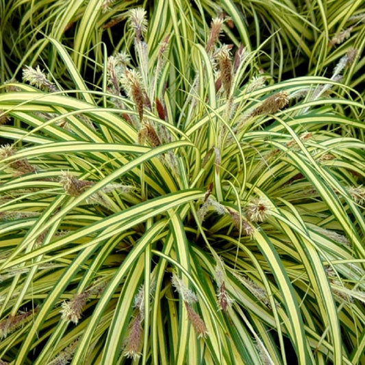 Carex oshimensis Evergold variegated sedge grass