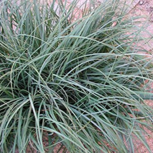 Carex flacca Blue Sedge ornamental grass