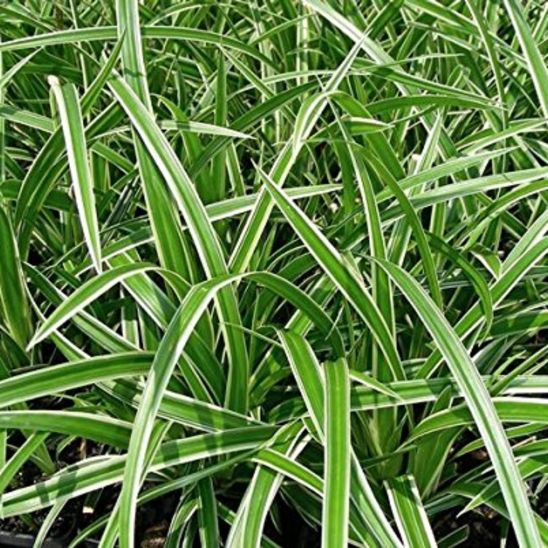 Carex morrowii Ice Dance variegated sedge grass