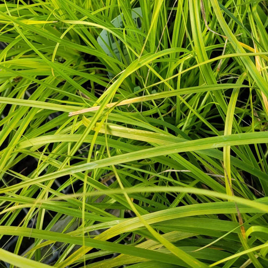 Everillo Carex evergreen ornamental plant