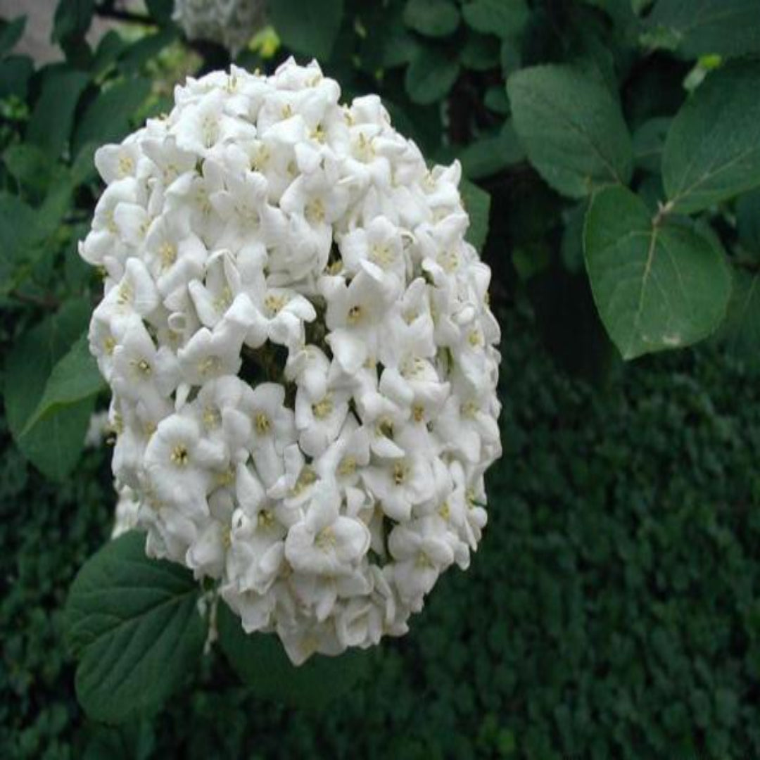 Carlcephalum Viburnum Shrub Perfect for Fragrant Spring Gardens